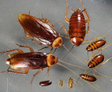 cockroach-pest.jpg