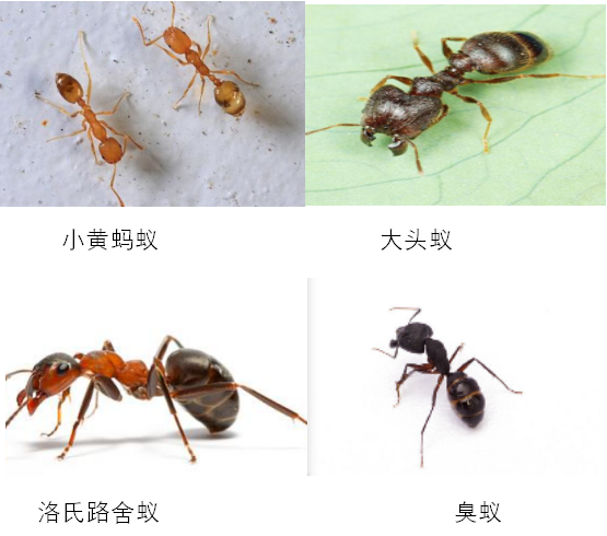 一,室内常见蚂蚁