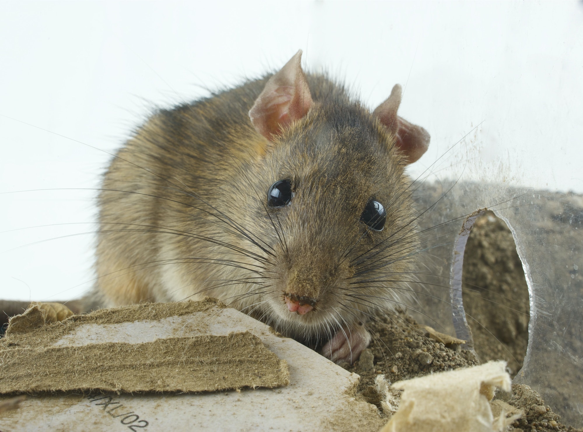 rat.jpg