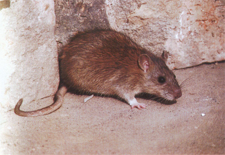 鼠害.jpg 鼠害.jpg